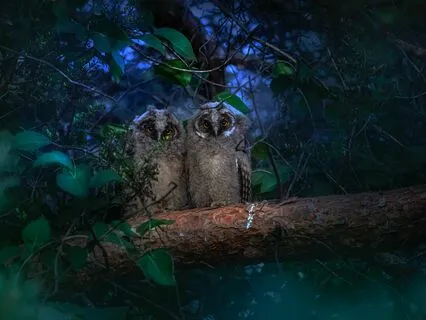 Nighttime Peace: Calm Forest Owls