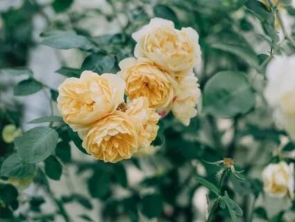 Nine Obstacles On The Path Of Mindfulness-Grief Ends -1