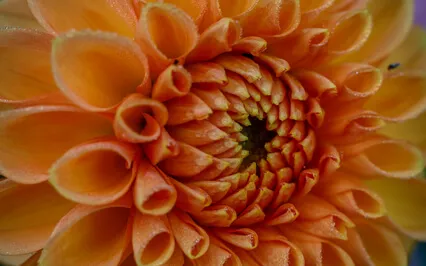 Nine Of Pentacles Meditation