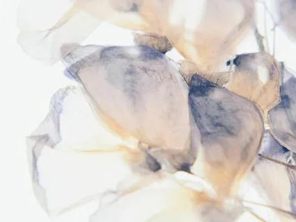 Niyama #1: Purity Meditation