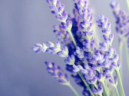 No Big Deal Calming Meditation