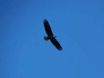 No Goal Effortless Meditation