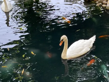 No Guilt…Only Freedom!