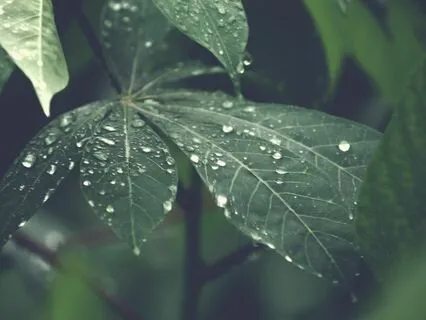 No Illusion, Just Truth