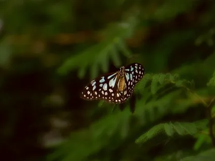 No More 'Karen' Videos! Let’s Be Dakotas!