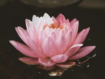 No More Overthinking: Lotus Imagery For Deep Sleep
