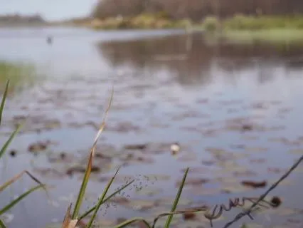 No Mud, No Lotus - A Lesson On Resilience From The Ducks