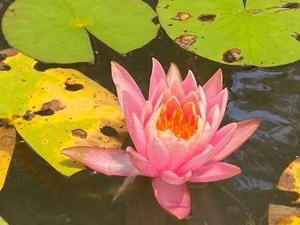 No Mud, No Lotus: A Spring Meditation
