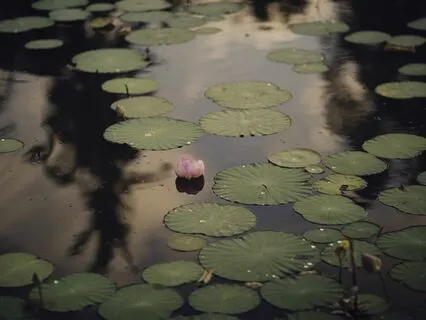 No Mud, No Lotus | Lofi Soul Jazz Beats & Grooves