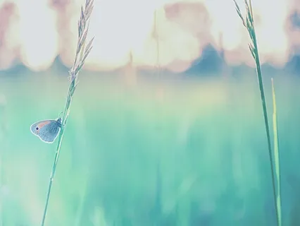 Good Morning Rampage Law Of Attraction (No Music)