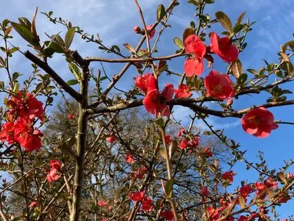 No Music | Cultivate Gratitude Daily Practice | ASMR Style