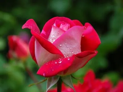 No Other, I am That: Radiance Sutras Verse 25