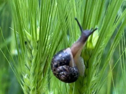 [no voice] Blessed Year: Deep Calm with Korean Bamboo Flute