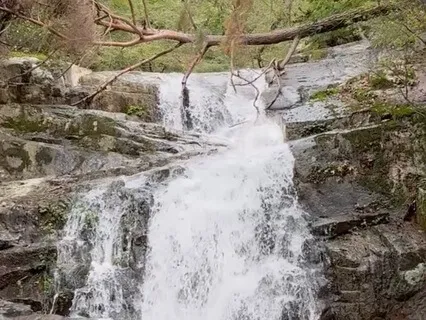 [No Voice] Korean Bamboo Flute 2 (the Evergreen Pine)