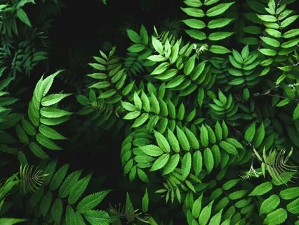 Ночной Кинотеатр