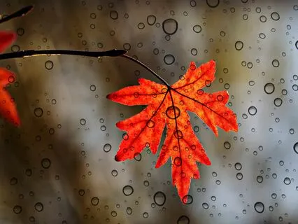 Nocturnal Tranquility 5 Hours Of Rain For Deep Sleep