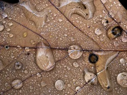 Nocturnal Tranquility 6 Hours Of Rain For Deep Sleep