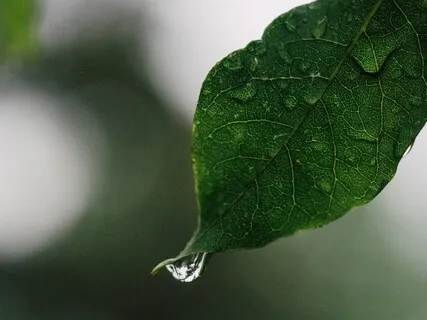 Nocturne & Nature Sounds: Your Classical Music Break