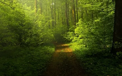 Noisily Searching To Be Calm