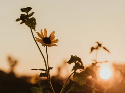 Just Be (7 Day Anxiety Free)