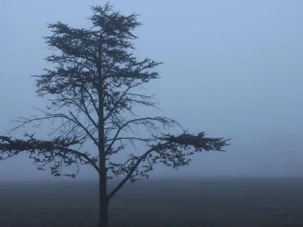 Non-Sleep Deep Rest: Low Strings And Harmonium