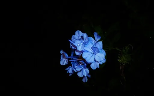 Non Sleep Deep Rest With Yoga Nidra 