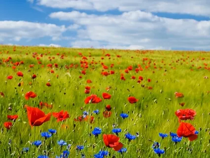 Non-Striving - A Series On The Attitudes Of Mindfulness (Week 7)