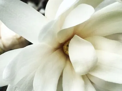 Nonduality Reflection In The Forest