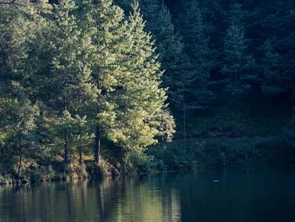 Noon Sunny Cold, Chirping Forest Harmony