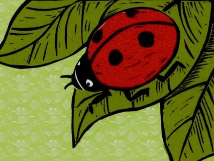 The Ladybird