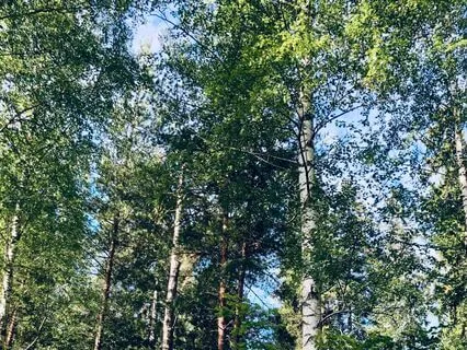 Nordic Dream - Relaxing Piano