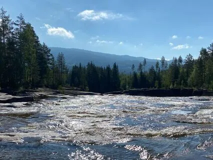 Nordic Forest Meditation