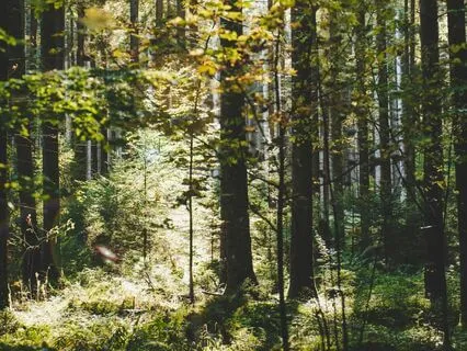 Norwegian Troll Forest Ambiance Drumming & Nature Sounds