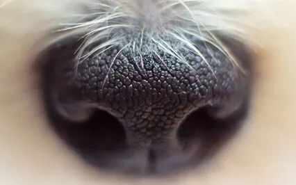 Nose-Tip Focus Breath Meditation