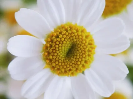 Not: A Poem By Erin Hanson