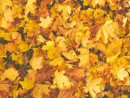 Not All The Leaves Are Falling