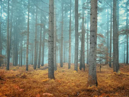 Not All Those Who Wander Are Lost