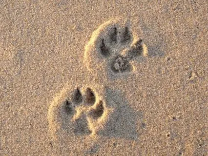 Not Just A Pet: Grief & Healing After Pet Loss