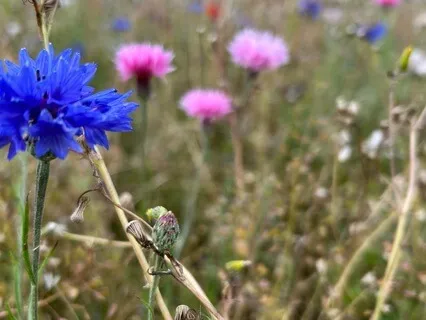 Noticing Not Processing - August 28