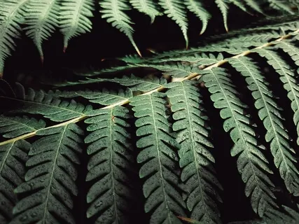 Noting / Labeling Vipassana Insight Meditation Dharma Talk