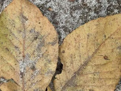 Noting The Breath (Longer)