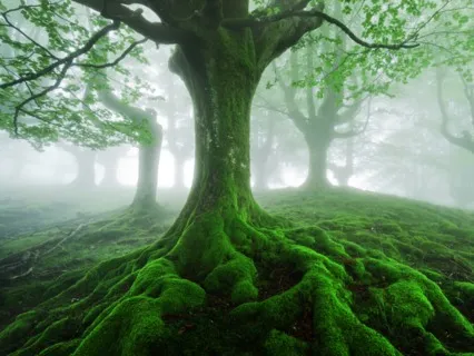 Nourish & Ground From Seed To Tree