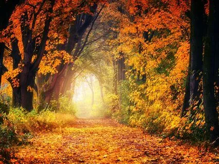 Nourishing Autumnal Meditation