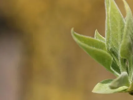 Nourishing Intentions: A Heart-Centered Practice