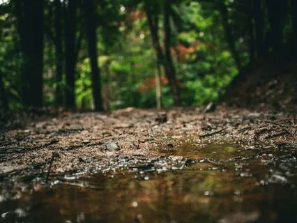Nourishing Rain, Patient Soil