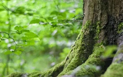 Nourishing Your Roots Through Gentle Movement