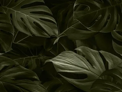 November Forest Rain - 1 Hour