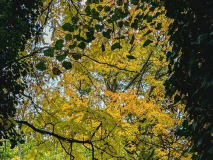 November Theme Music