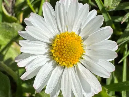 Now Is All There Is – The Sonomama Way