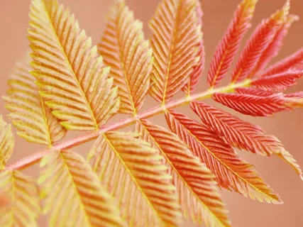 Now Is Where We Thrive  - 10 Minute Daily Insight